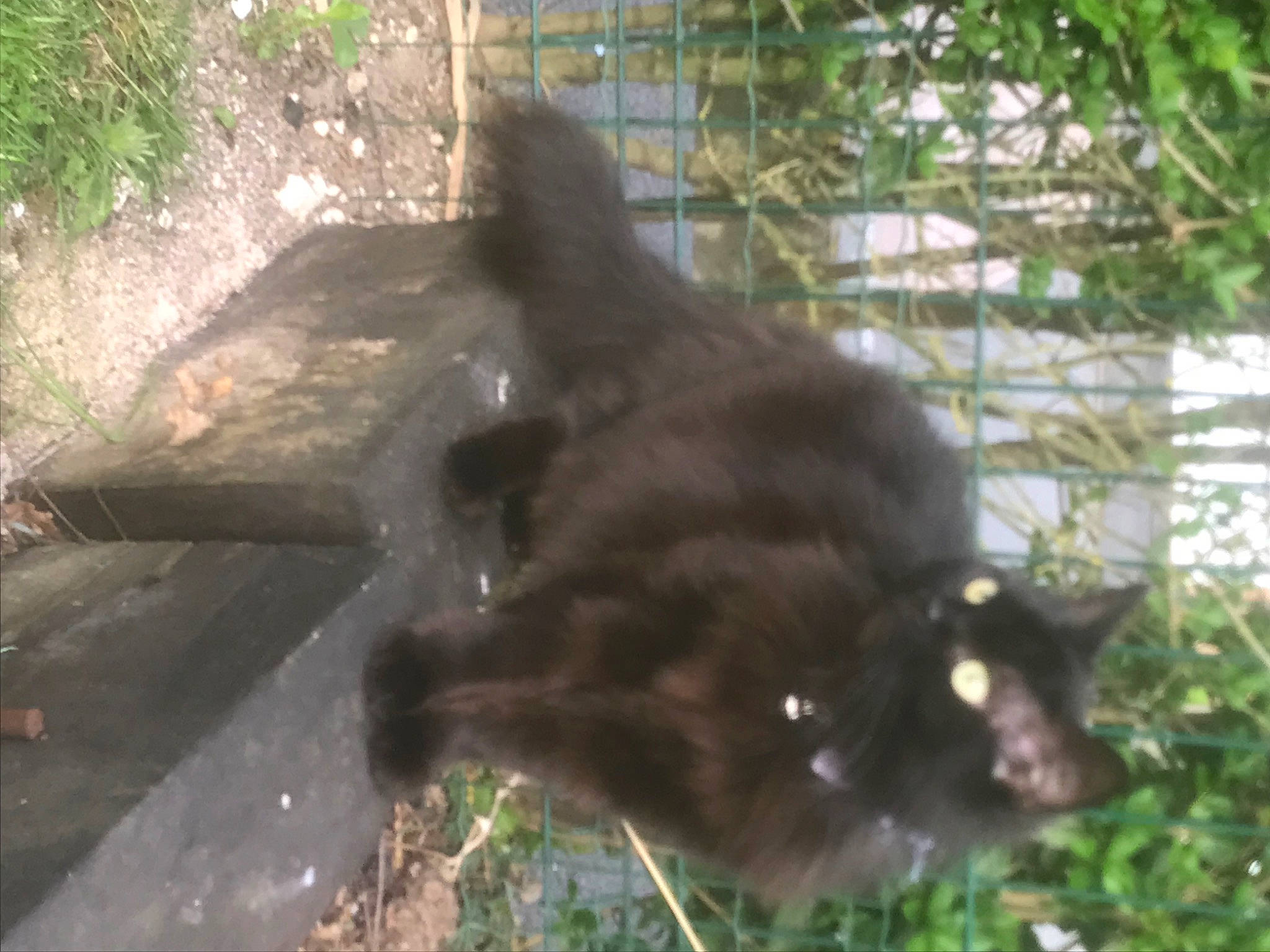 Câline a rejoint le concours — aidez-le/la à gagner de superbes lots ! carnivore, dog_breed, felidae, fur, grass, liver, natural_material, plant, snout, soil, sporting_group, tail, terrestrial_animal, vertebrate, working_animal