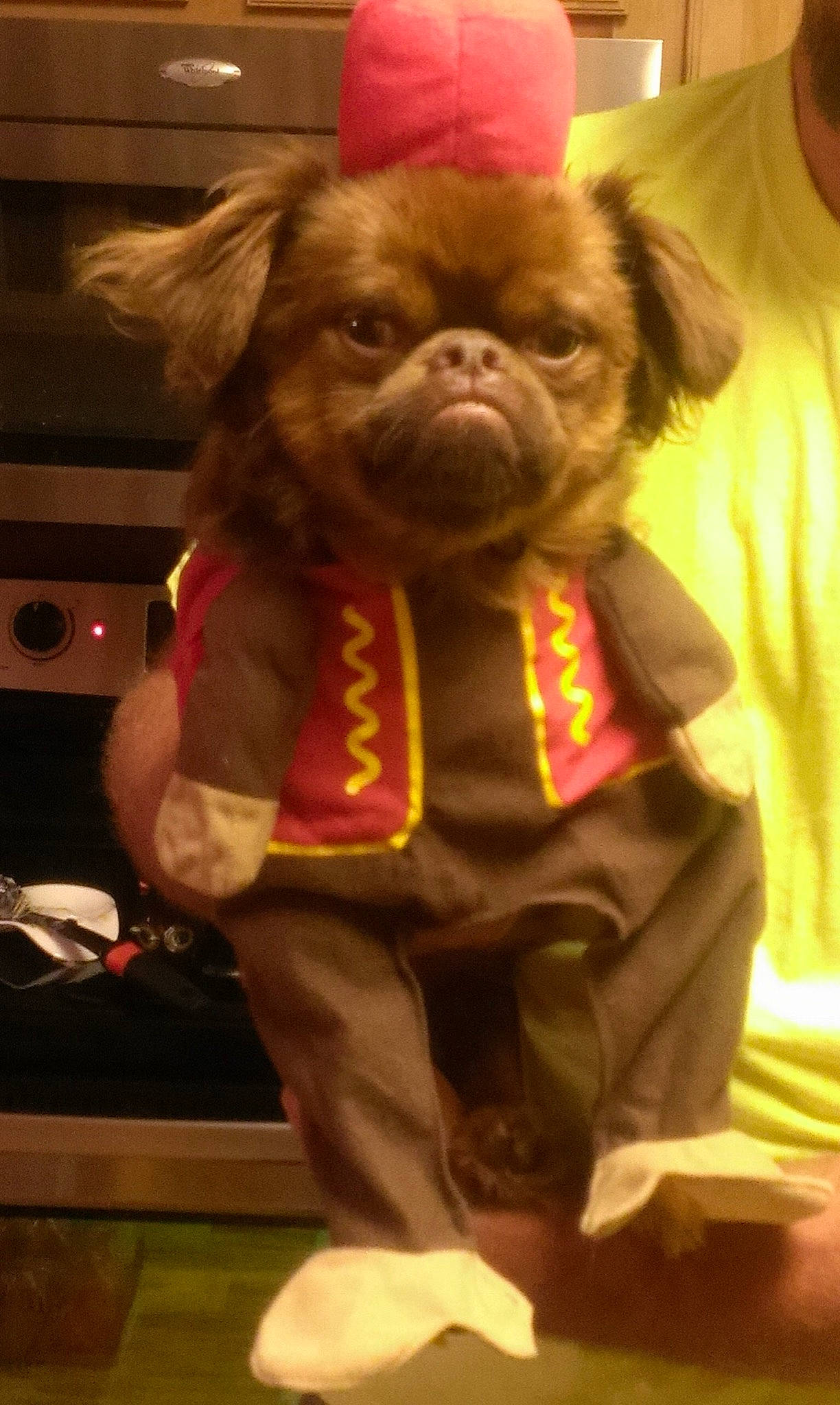 Griffin joined the competition — help win amazing prizes! canidae, carnivore, companion_dog, costume, dog, dog_breed, ear, event, fawn, fur, liver, mascot, snout, sporting_group, stuffed_toy, terrestrial_animal, toy, toy_dog, whiskers, working_animal