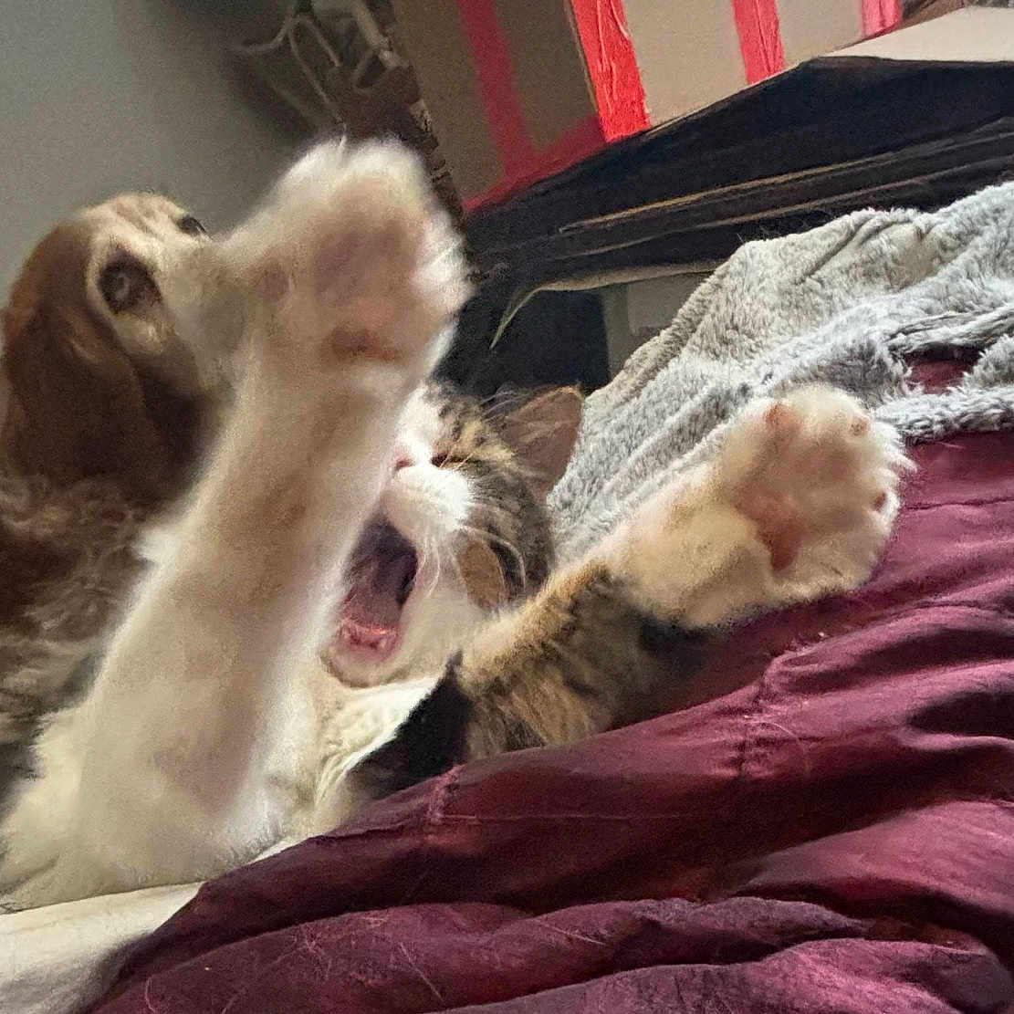 Babel a rejoint le concours — aidez-le/la à gagner de superbes lots ! animal, bed, blanket, cat, closeup, cozy, cushion, dog, domestic, fur, furniture, indoor, paw, pet, playful, relaxed, resting, sleepy, stretching, yawning