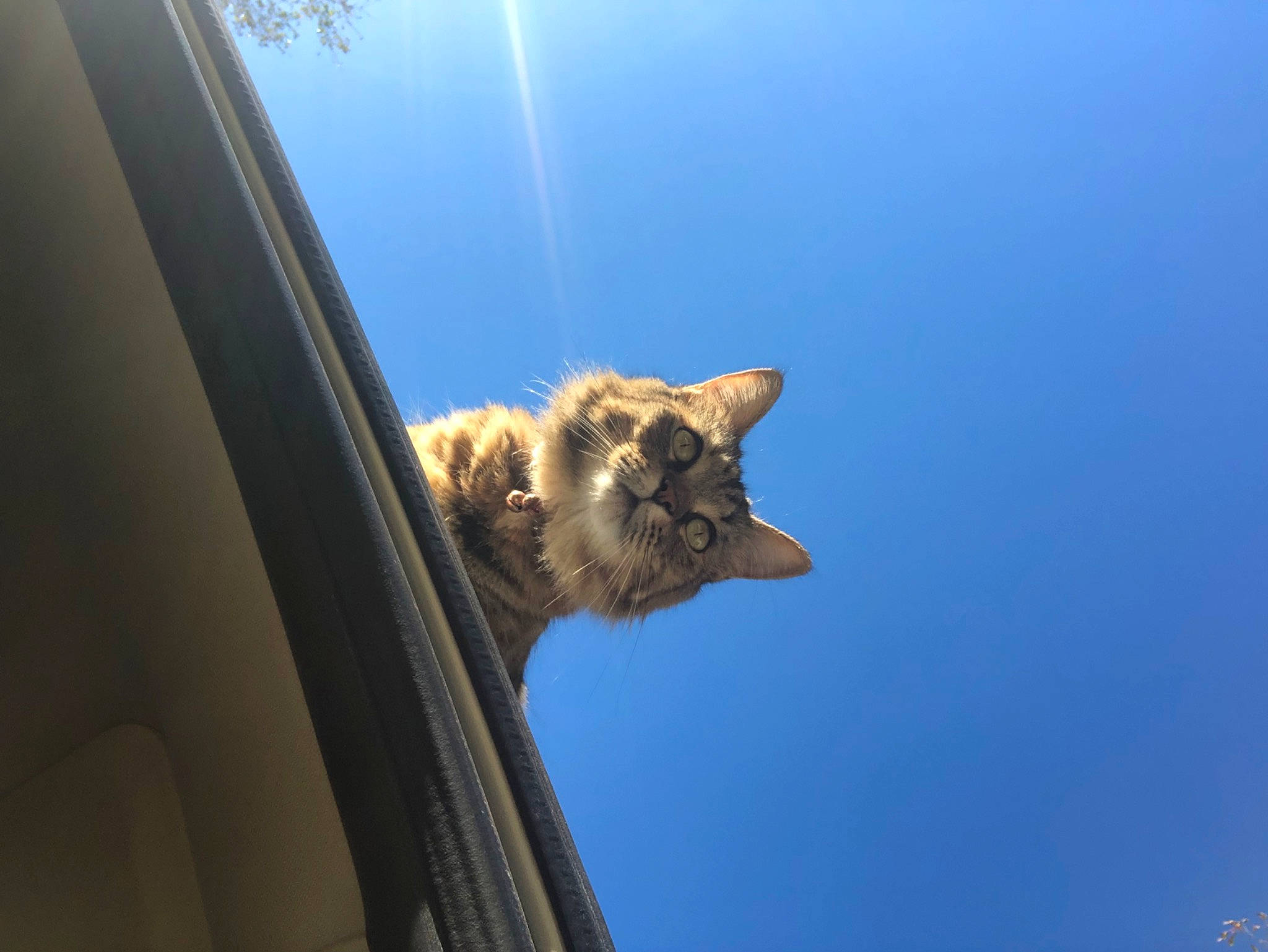 Starlight joined the competition — help win amazing prizes! carnivore, cat, claw, electric_blue, fawn, felidae, fur, mammal, palm_tree, plant, sky, small_to_medium_sized_cats, snout, tail, tree, vehicle_door, whiskers, wildlife, window, wood