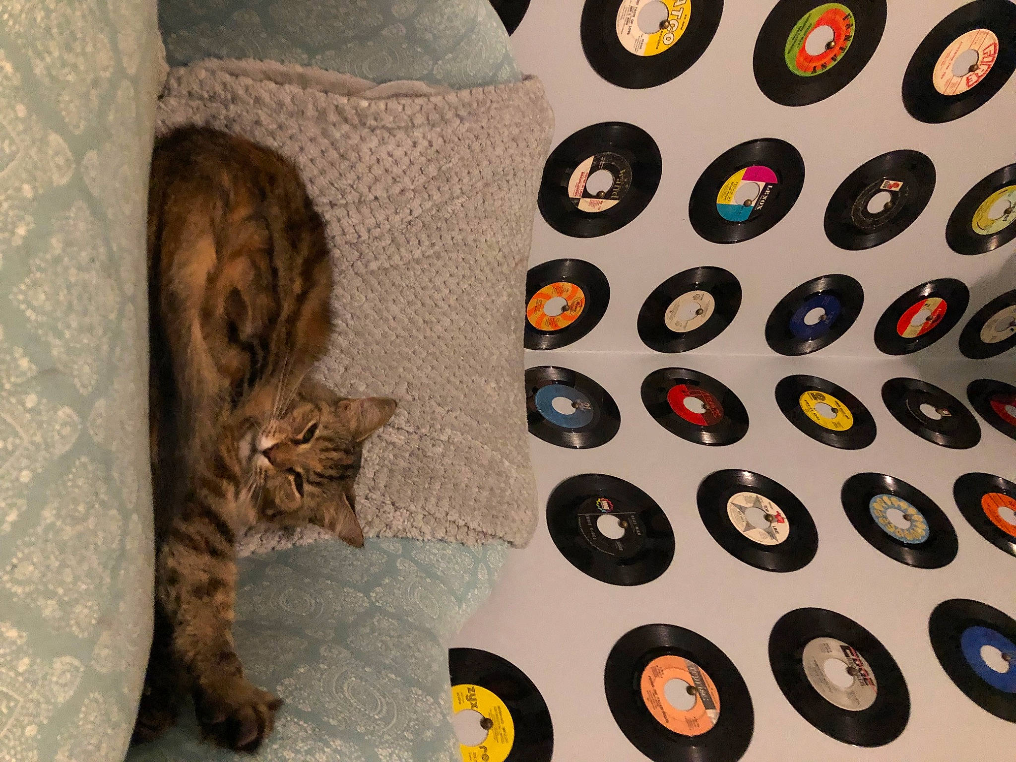 Starlight is registered to the contest to win money with this photo: art, automotive_tire, button, carnivore, cat, circle, collection, domestic_short_haired_cat, fashion_accessory, felidae, font, fur, metal, pattern, paw, small_to_medium_sized_cats, tail, visual_arts, whiskers, wood
