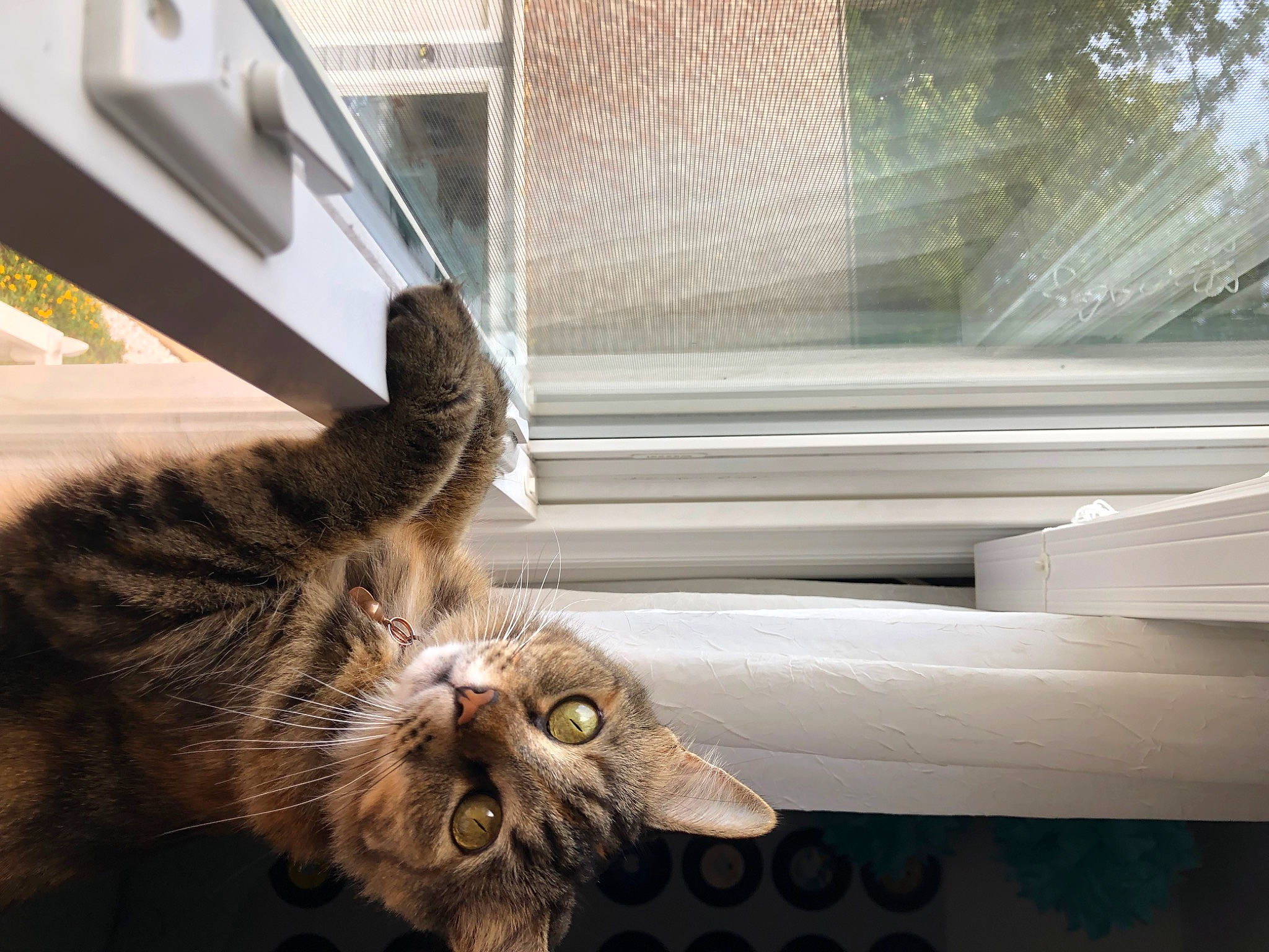 Starlight is registered to the contest to win money with this photo: carnivore, cat, claw, domestic_short_haired_cat, felidae, fur, metal, paw, plant, small_to_medium_sized_cats, tail, water, whiskers, window, wood