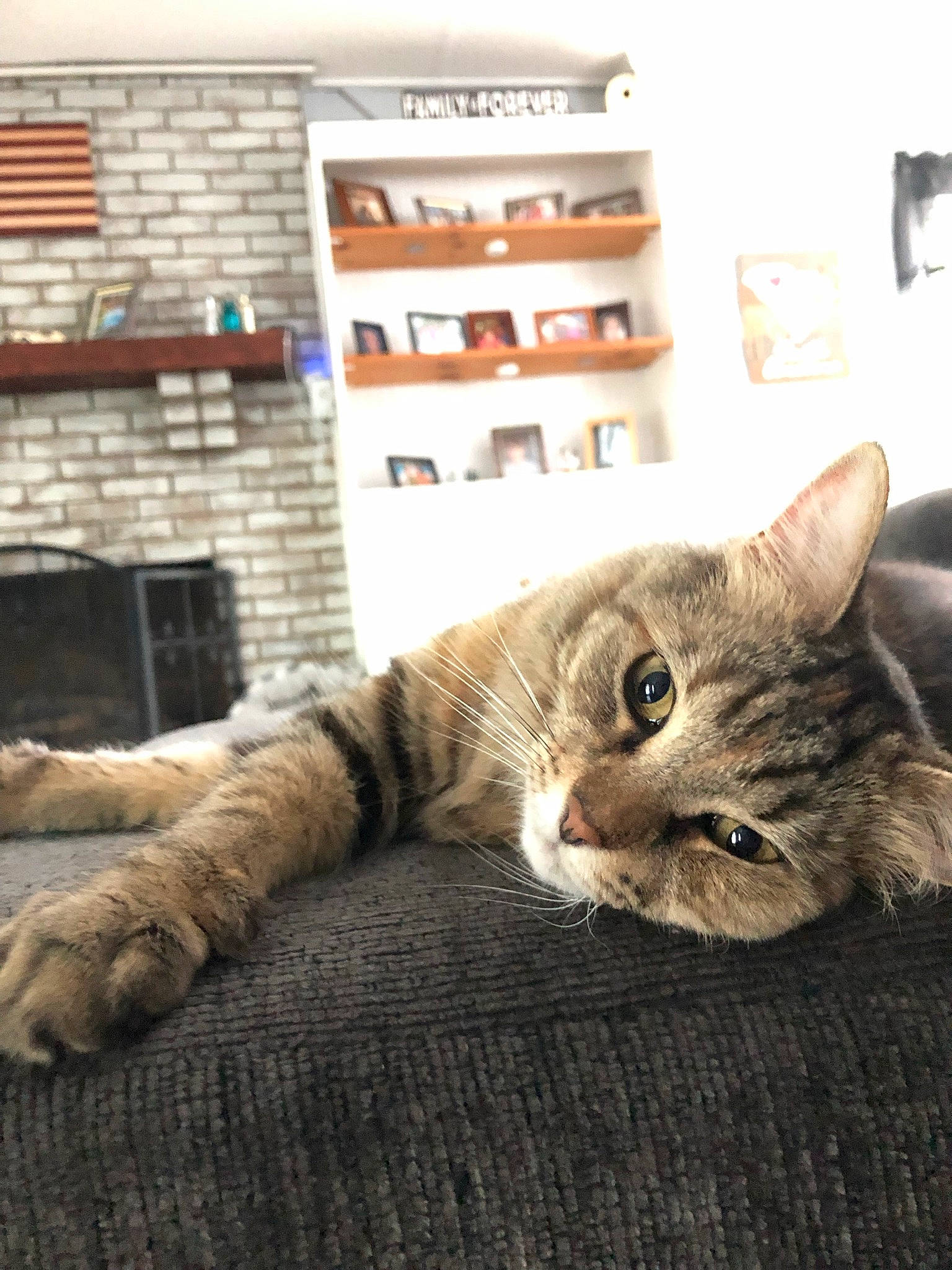 Starlight joined the competition — help win amazing prizes! carnivore, cat, claw, comfort, domestic_short_haired_cat, fawn, felidae, flooring, fur, hardwood, paw, room, shelf, shelving, sitting, small_to_medium_sized_cats, snout, tail, whiskers, wood