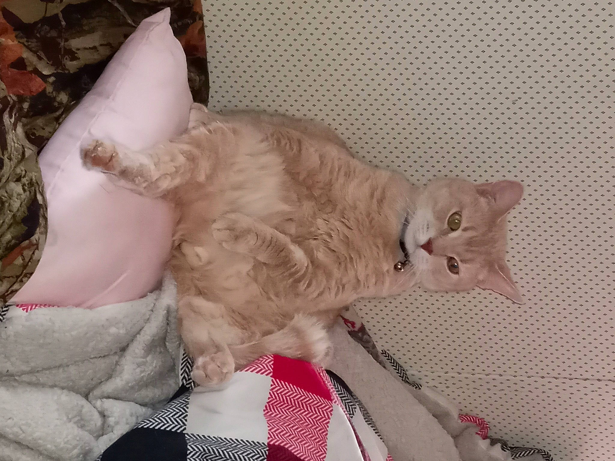 Johndeer joined the competition — help win amazing prizes! bed, canidae, carnivore, cat, claw, comfort, companion_dog, couch, domestic_short_haired_cat, ear, fawn, felidae, foot, fur, nap, paw, small_to_medium_sized_cats, snout, tail, whiskers