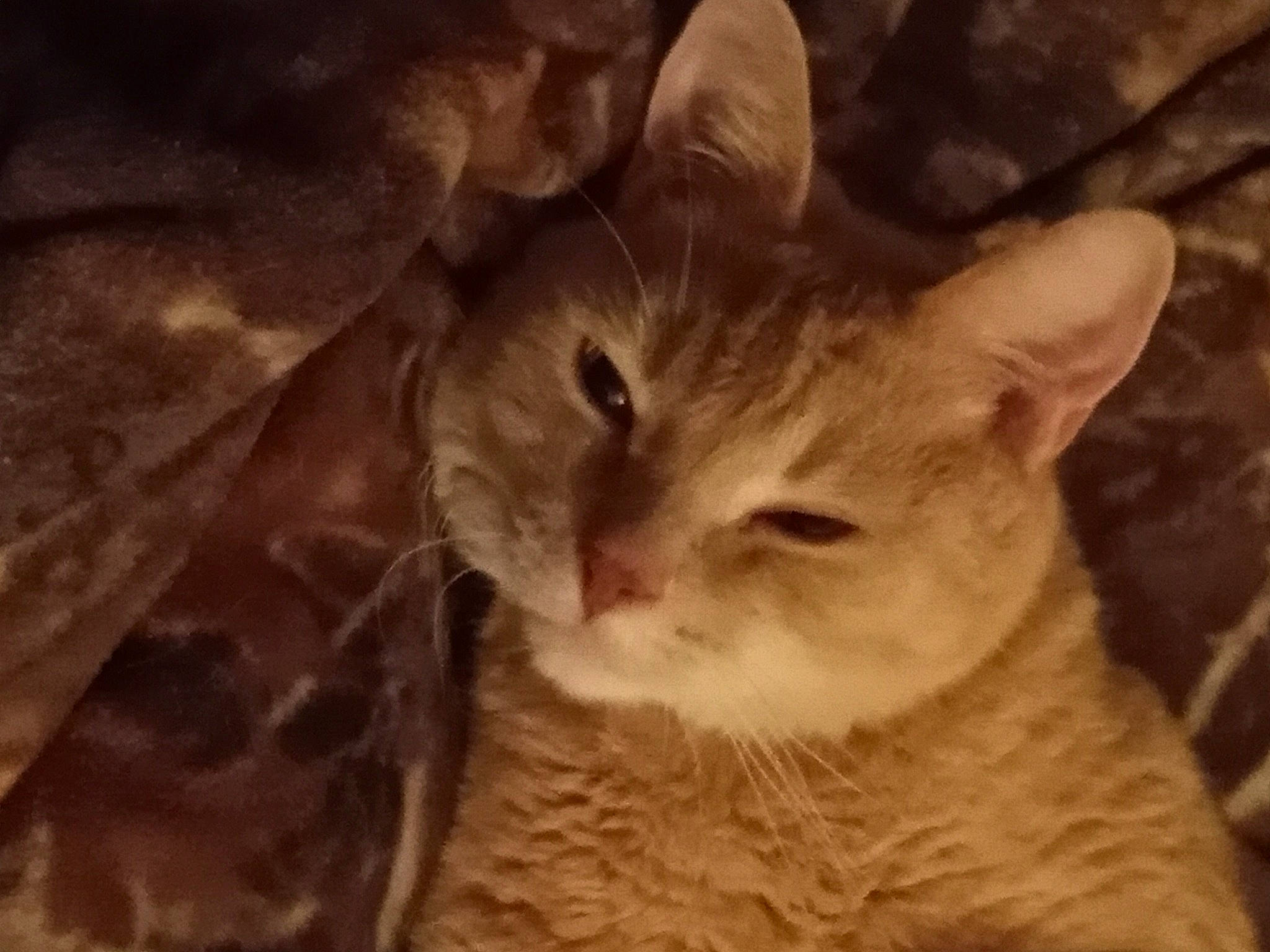 Johndeer is registered to the contest to win money with this photo: carnivore, cat, domestic_short_haired_cat, eye, felidae, fur, paw, small_to_medium_sized_cats, tail, terrestrial_animal, tree, whiskers