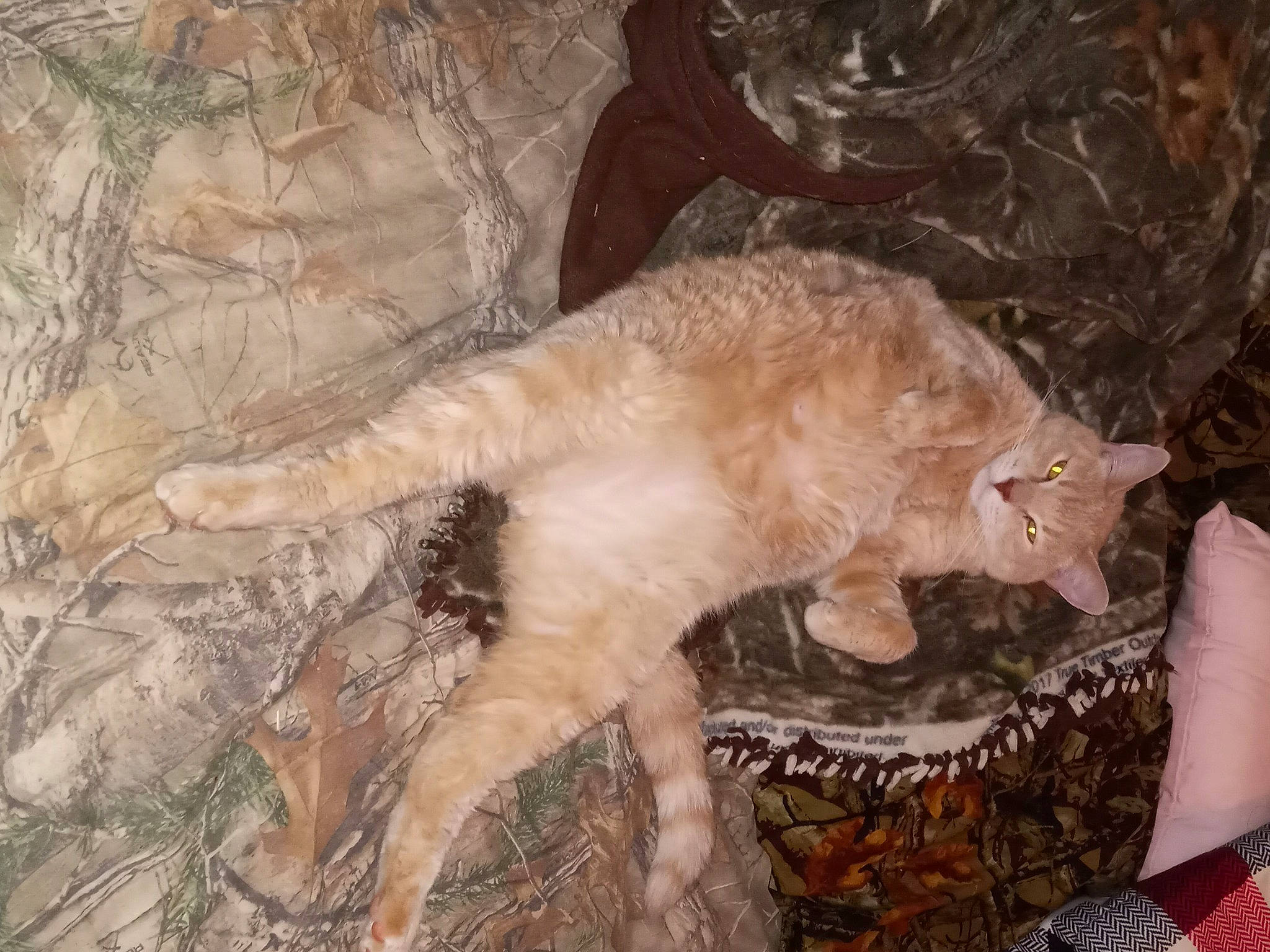 Johndeer joined the competition — help win amazing prizes! canidae, carnivore, cat, claw, dog_breed, fawn, felidae, fur, paw, small_to_medium_sized_cats, snout, soil, sporting_group, tail, terrestrial_animal, whiskers, wildlife, wood