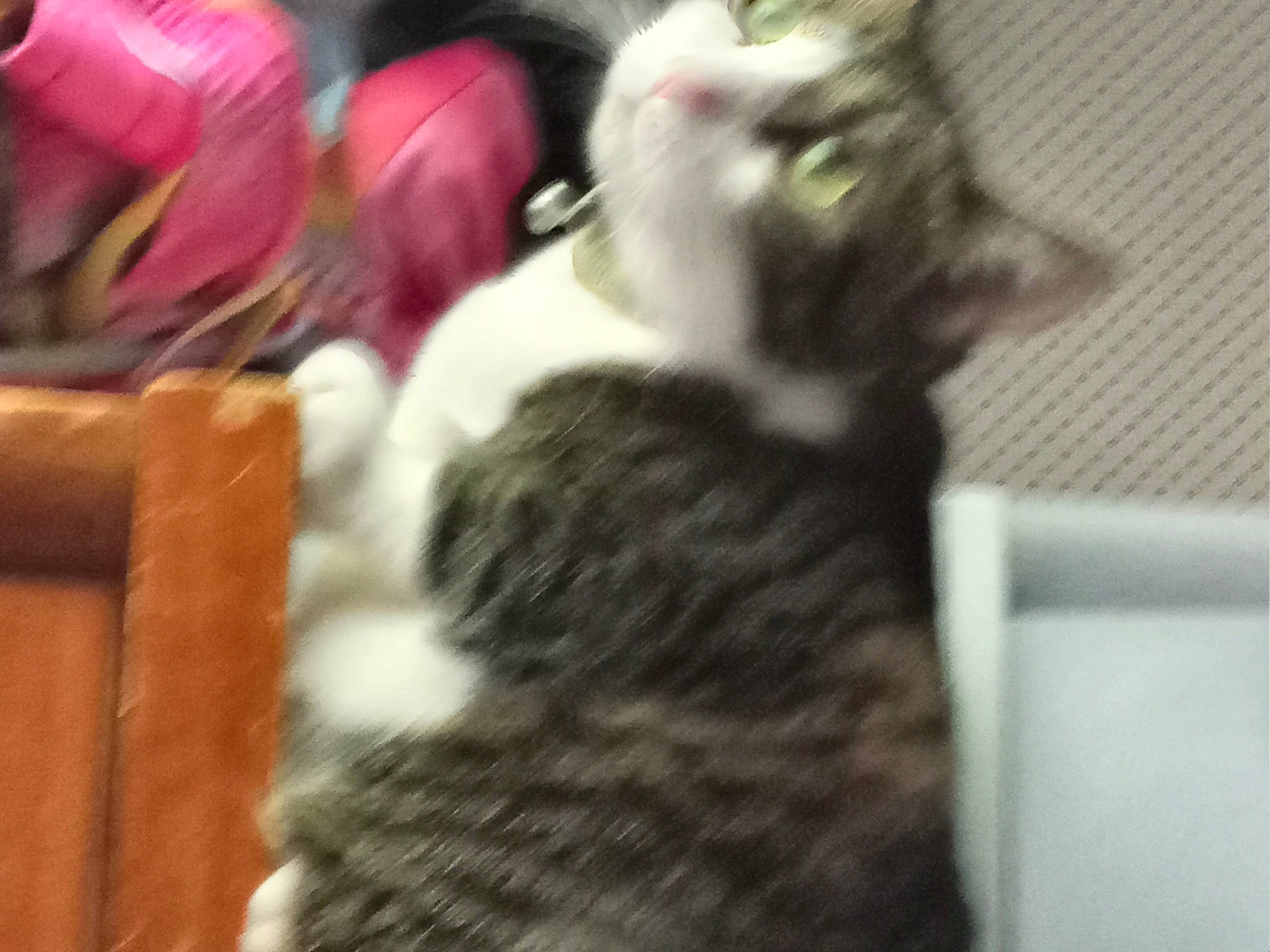 Melody joined the competition — help win amazing prizes! carmine, carnivore, cat, comfort, companion_dog, dog_breed, domestic_short_haired_cat, event, felidae, fur, magenta, paw, petal, small_to_medium_sized_cats, tail, whiskers