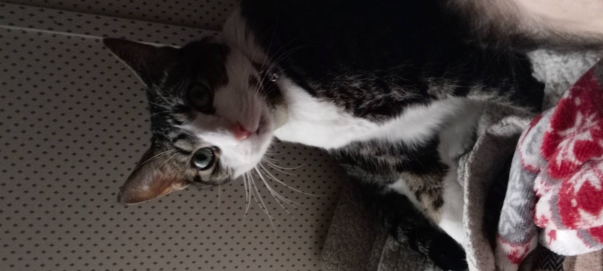 Melody joined the competition — help win amazing prizes! carnivore, cat, claw, comfort, domestic_short_haired_cat, ear, felidae, fur, grey, paw, small_to_medium_sized_cats, snout, tail, whiskers