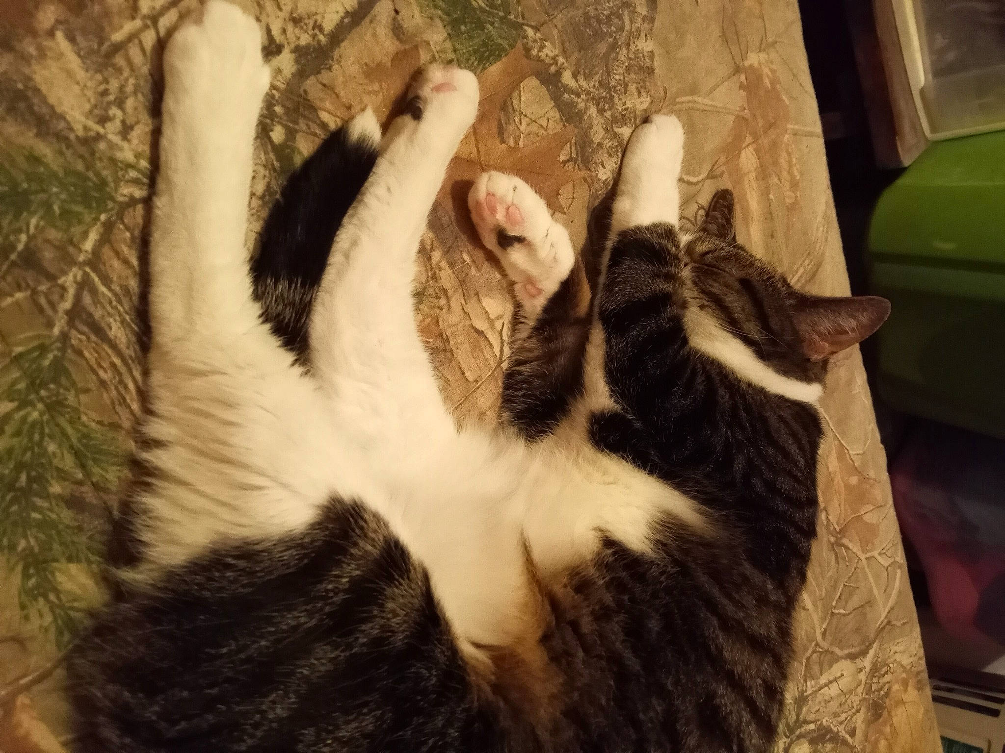 Melody is registered to the contest to win money with this photo: carnivore, cat, claw, comfort, fawn, felidae, foot, fur, gesture, human_leg, linens, natural_material, paw, small_to_medium_sized_cats, tail, tints_and_shades, whiskers, wood