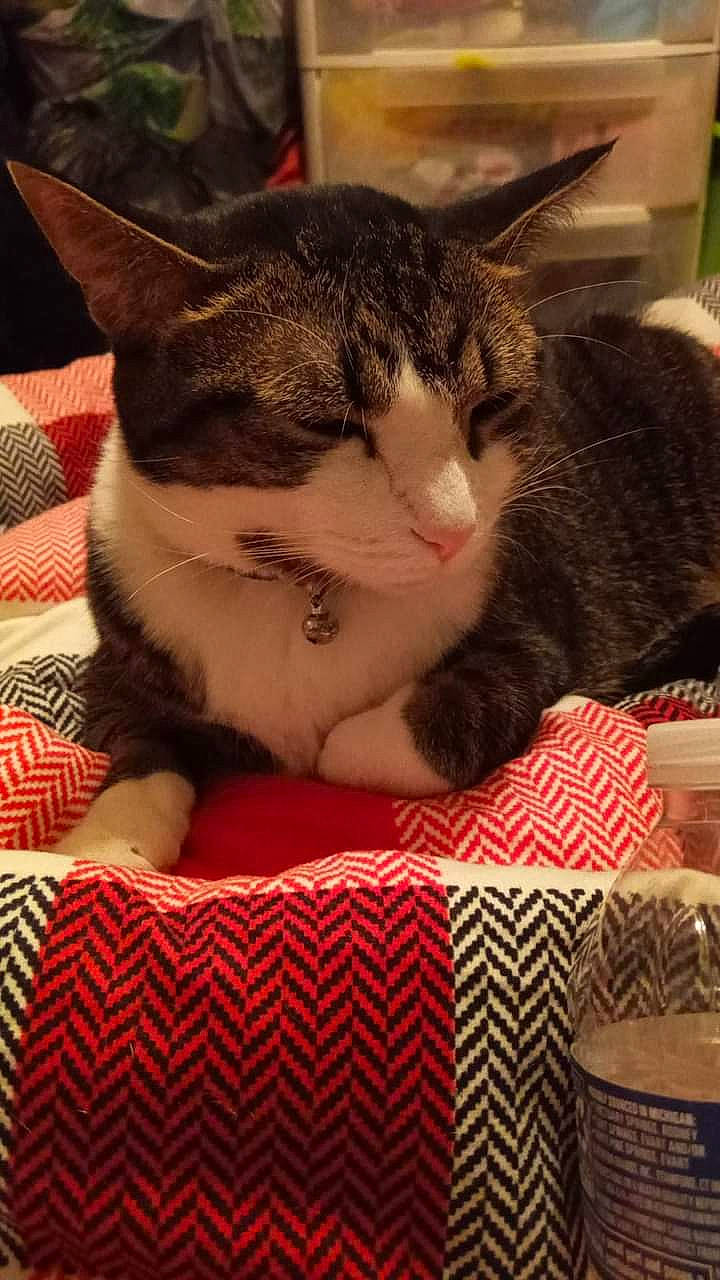 Melody is registered to the contest to win money with this photo: carnivore, cat, cat_supply, claw, comfort, domestic_short_haired_cat, felidae, fur, lap, linens, nap, pattern, paw, pet_supply, sitting, small_to_medium_sized_cats, snout, tail, textile, whiskers