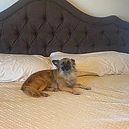 Missy is registered to the contest to win money with this photo: dog, bed, pillow, blanket, headboard, indoor, pet, fur, relaxed, brown, cozy, comfort, animal, resting, furniture, domestic, canine, laying, home, cute