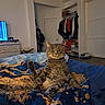 Rollie is registered to the contest to win money with this photo: animal, bed, blanket, cat, closet, clothing, door, expression, floor, fur, furniture, indoor, paws, pet, relaxed, room, sitting, tabby_cat, television, whiskers