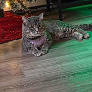 Rollie is registered to the contest to win money with this photo: animal, cat, christmas_tree, cozy, decorations, domestic_cat, festive, floor, furniture, holiday, holiday_decor, indoor, pet, relaxing, resting, tabby_cat, tree_lights, tree_skirt, warm_lighting, wooden_floor