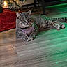 animal, cat, christmas_tree, cozy, decorations, domestic_cat, festive, floor, furniture, holiday, holiday_decor, indoor, pet, relaxing, resting, tabby_cat, tree_lights, tree_skirt, warm_lighting, wooden_floor