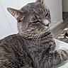 Rollie joined the competition — help win amazing prizes! animal, cat, close_up, countertop, domestic_cat, ears, eyes, feline, floor, fur, gray_tabby, home, indoor, laying_down, pet, relaxed, resting, two_cats, whiskers, wooden_floor