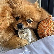 Talia a rejoint le concours — aidez-le/la à gagner de superbes lots ! animal, bed, brown, chew_toy, close_up, cute, dog, face, fluffy, fur, indoor, nose, paw, pet, plush_toy, pomeranian, resting, small_dog, snuggled, toy