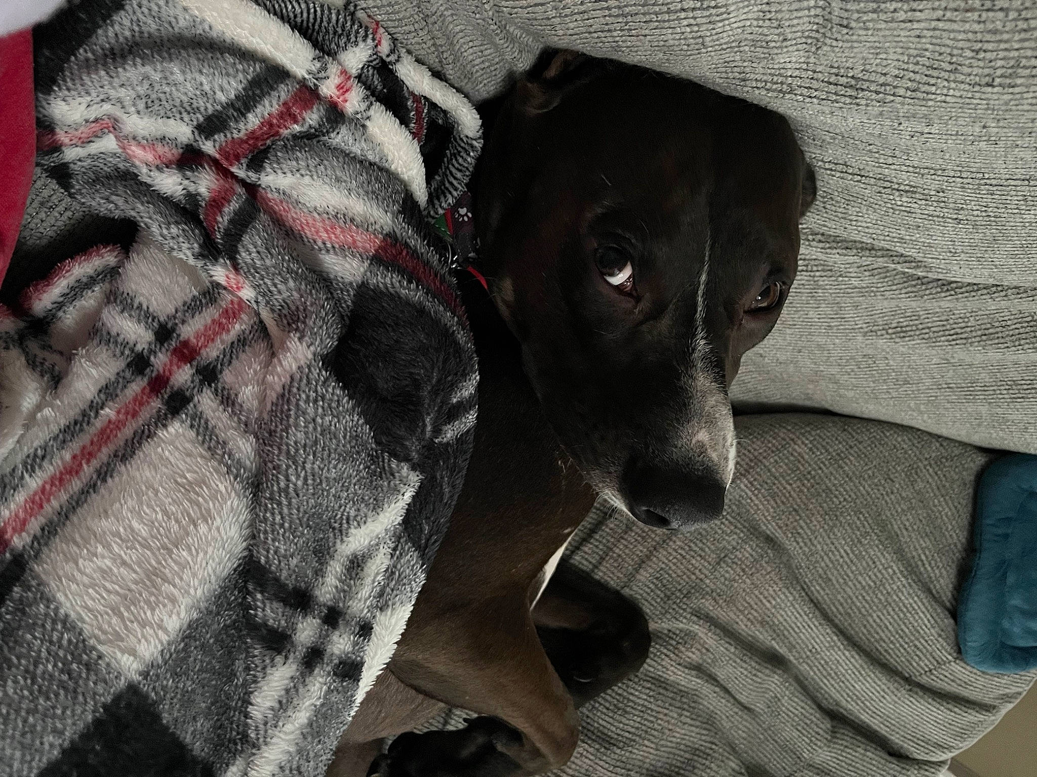 Clifford is registered to the contest to win money with this photo: borador, carnivore, comfort, companion_dog, dog, dog_breed, dog_supply, fawn, fur, grey, linens, pattern, pet_supply, plaid, sleeve, sporting_group, tartan, tints_and_shades, whiskers, working_animal