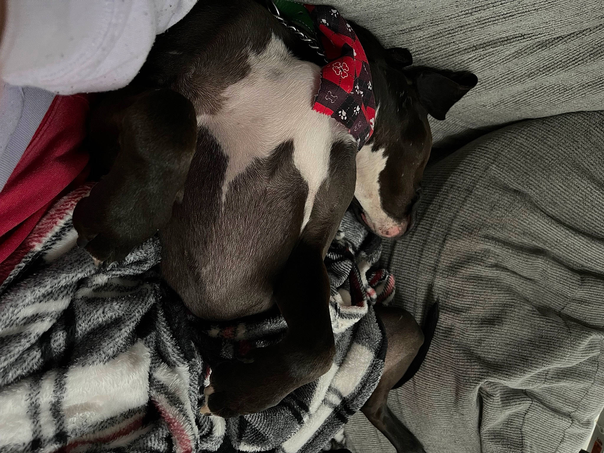 Clifford joined the competition — help win amazing prizes! bag, canidae, carmine, carnivore, collar, comfort, companion_dog, dog, dog_breed, dog_supply, fawn, grey, linens, luggage_and_bags, pattern, pet_supply, snout, sporting_group, whiskers, working_animal