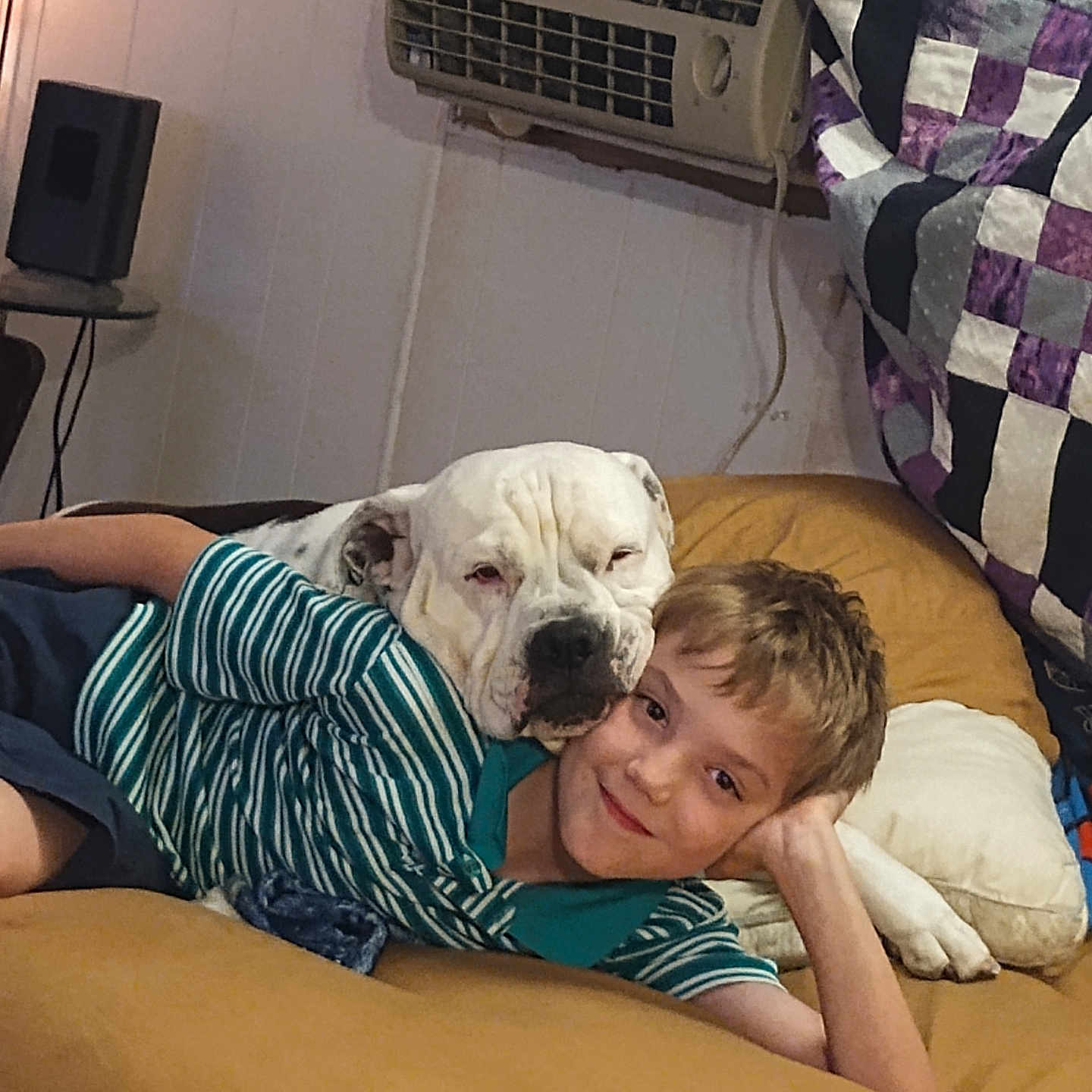 Lipton is registered to the contest to win money with this photo: affection, animal, boy, casual, child, comfort, couch, dog, friendship, furniture, home, human, indoor, pet, quilt, relaxing, resting, smiling, striped_shirt, white_dog