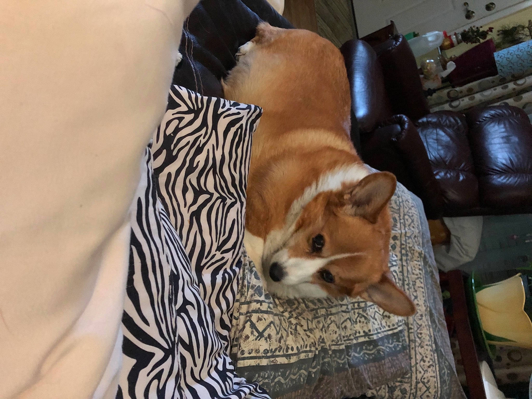 Happy joined the competition — help win amazing prizes! carnivore, comfort, companion_dog, couch, dog, dog_breed, dog_supply, fawn, felidae, flooring, linens, living_room, luggage_and_bags, pillow, small_to_medium_sized_cats, snout, tail, toy_dog, whiskers, working_animal