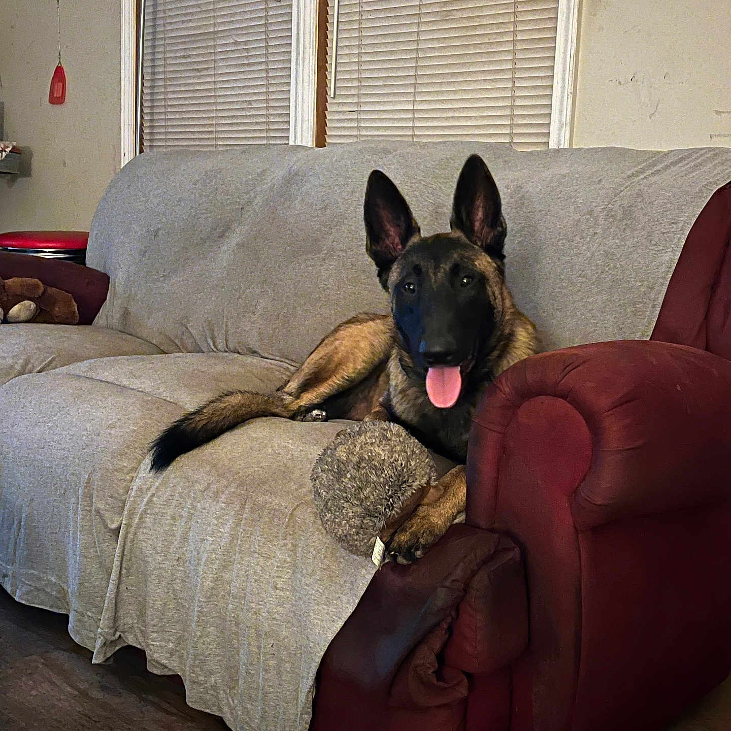 Zeus joined the competition — help win amazing prizes! animal, architecture, armchair, building, canine, chair, couch, cushion, dog, furniture, germanshepherd, homedecor, indoors, livingroom, pet, policedog, puppy, room
