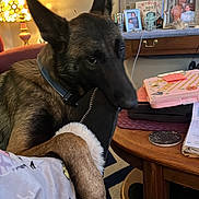 Zeus is registered to the contest to win money with this photo: dog, paw, slipper, indoor, lamp, table, framed_photos, pajamas, carpet, wooden_table, cozy, pet, living_room, collar, furniture, relaxed, home, person, footwear, decor