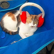 Chipie a rejoint le concours — aidez-le/la à gagner de superbes lots ! carnivoran, cat, cat_like_mammal, kitten, mammal, play, small_to_medium_sized_cats, vertebrate, whiskers