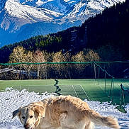 Sava participe au concours pour gagner de l'argent avec cette photo : dog, golden_retriever, snow, mountains, outdoor, nature, blue_sky, forest, trees, tennis_court, playful, canine, pet, winter, sunlight, landscape, animal, recreation, scenic, daytime