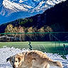dog, golden_retriever, snow, mountains, outdoor, nature, blue_sky, forest, trees, tennis_court, playful, canine, pet, winter, sunlight, landscape, animal, recreation, scenic, daytime