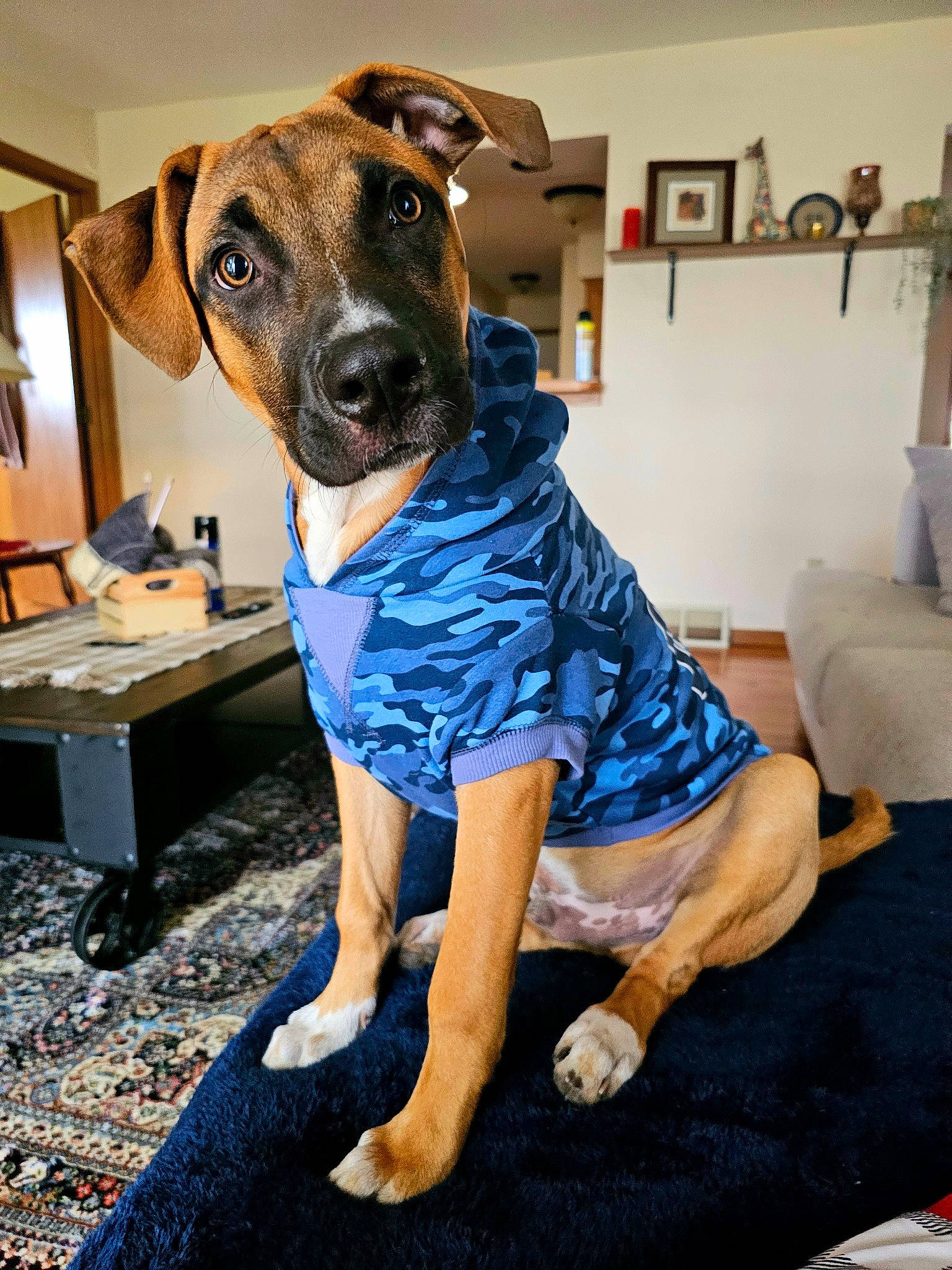 Izjer is registered to the contest to win money with this photo: canidae, carnivore, collar, companion_dog, dog, dog_breed, dog_clothes, dog_supply, electric_blue, fashion_design, fawn, flooring, fur, human_leg, one_piece_garment, picture_frame, room, sitting, sporting_group, working_animal