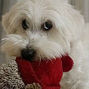 Tina a rejoint le concours — aidez-le/la à gagner de superbes lots ! dog, white, fluffy, toy, red, knitted, pom_pom, close_up, pet, indoor, cute, animal, face, fur, nostrils, whiskers, playful, soft, looking_away, nose