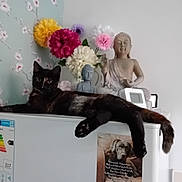 Pepper joined the competition — help win amazing prizes! cat, tortoiseshell_cat, refrigerator, flower_arrangement, artificial_flowers, buddha_statue, poster, dog_image, indoor, kitchen, decor, relaxed, black_cat, furniture, animal, pet, home, resting, sitting, wallpaper