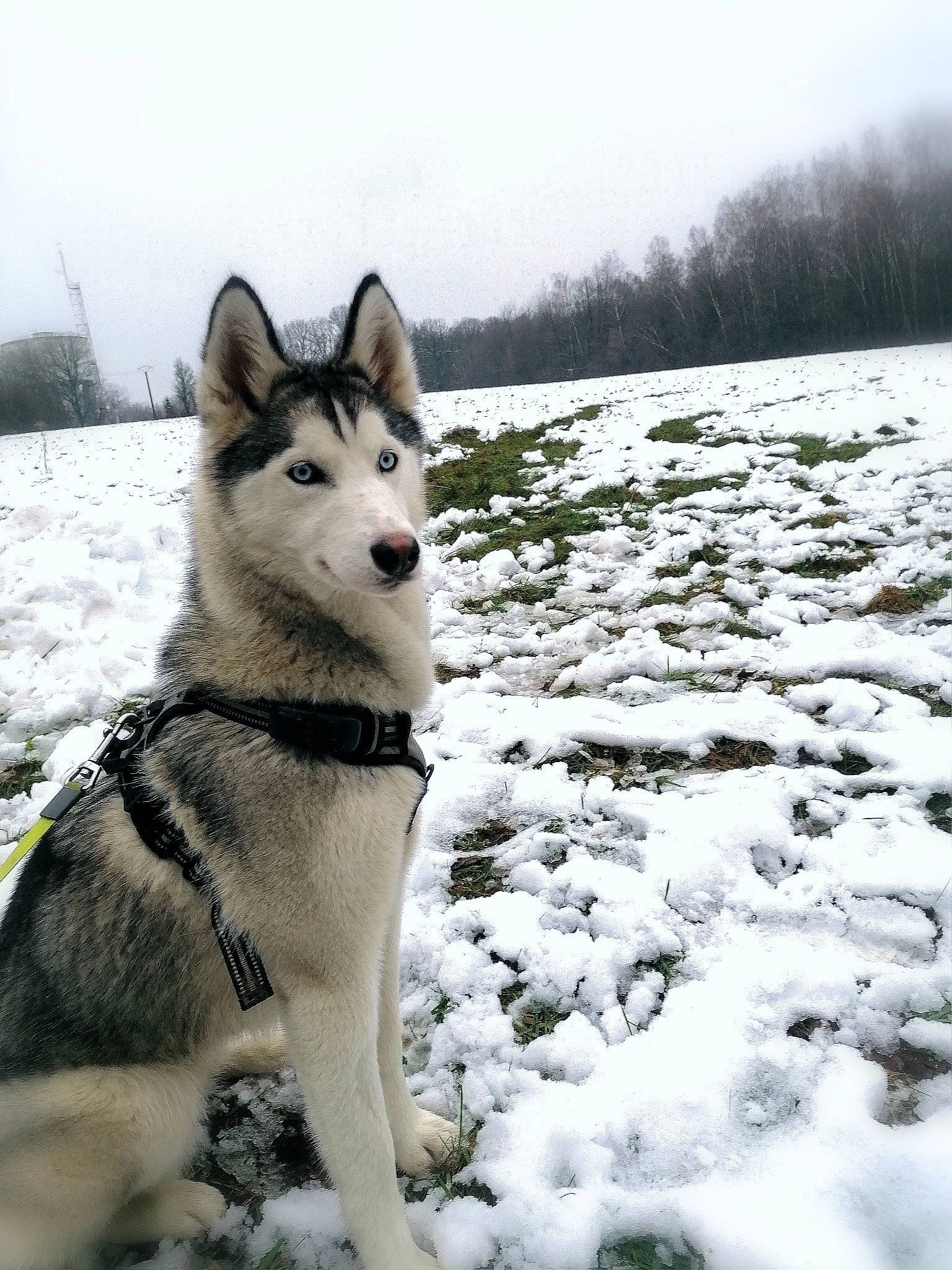 Jenna participe au concours pour gagner de l'argent avec cette photo : arctic, canidae, canis, carnivore, dog, dog_breed, freezing, fur, glacial_landform, ice_cap, recreation, siberian_husky, sky, sled_dog, snow, sporting_group, tree, vehicle, winter, wolf