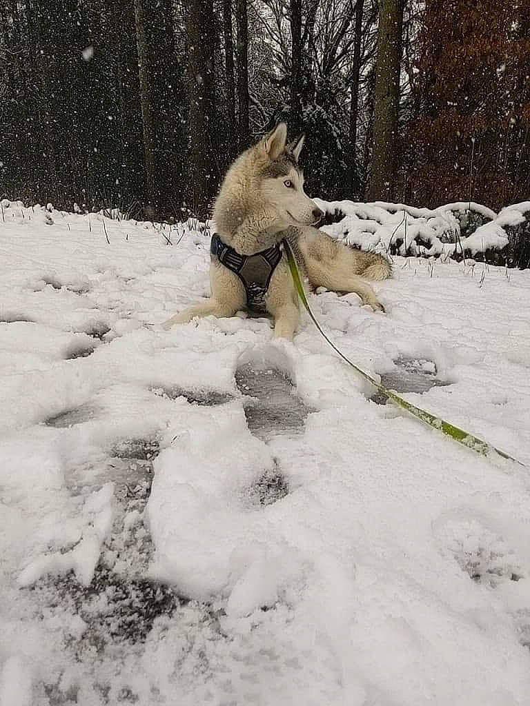 Jenna a rejoint le concours — aidez-le/la à gagner de superbes lots ! blizzard, canidae, carnivore, collar, companion_dog, dog, dog_breed, dog_supply, freezing, pet_supply, precipitation, snow, sporting_group, tail, winter, winter_storm, working_animal, working_dog