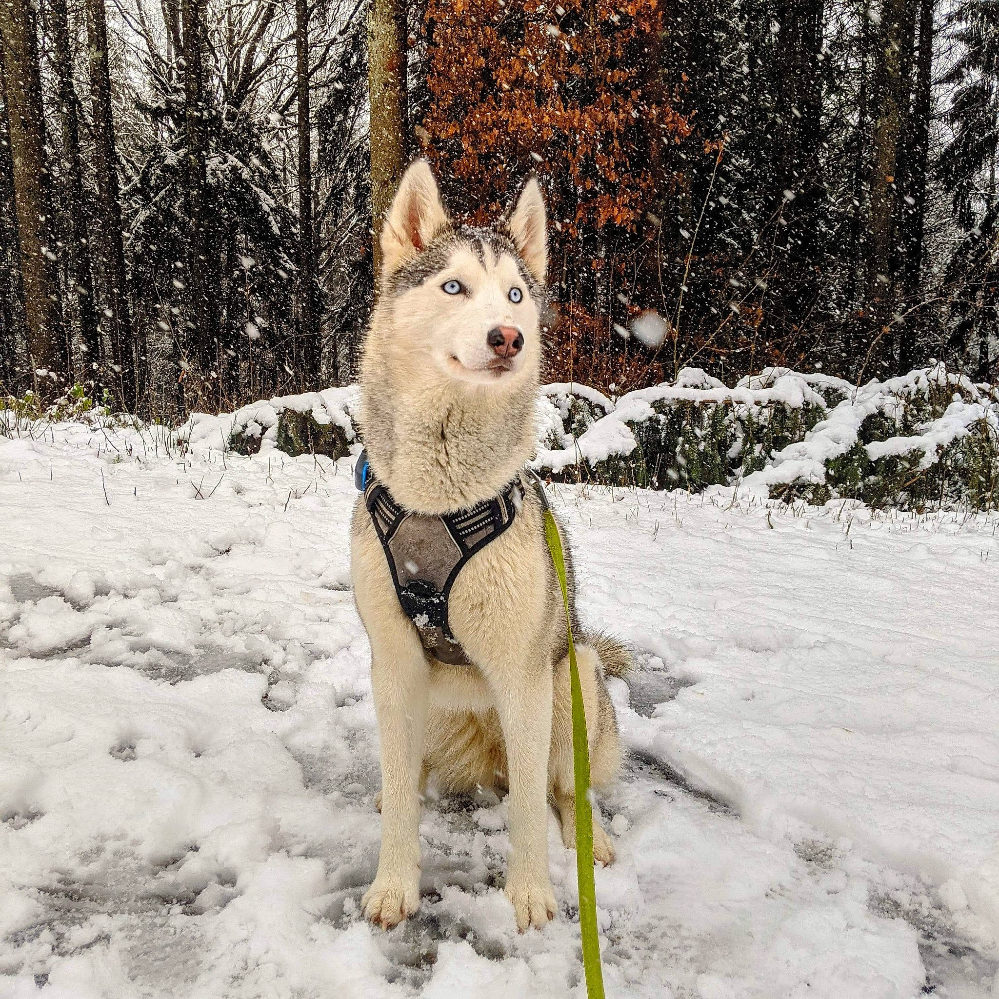 Jenna participe au concours pour gagner de l'argent avec cette photo : blizzard, canidae, canis, carnivore, collar, companion_dog, dog, dog_breed, freezing, ice, northern_hardwood_forest, precipitation, sled_dog, snout, snow, sporting_group, tail, winter, wolf, wolfdog