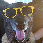 Helka participe au concours pour gagner de l'argent avec cette photo : dog, sunglasses, yellow, tongue, car, pet, happy, canine, animal, smiling, ears, fur, inside, vehicle, sunlight, portrait, cool, accessory, seat, companion