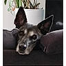 Helka participe au concours pour gagner de l'argent avec cette photo : dog, pet, indoor, plant, pot, resting, ears, face, closeup, blurred, animal, furniture, couch, leaf, stem, houseplant, domestic, muzzle, black, brown