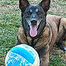 Helka participe au concours pour gagner de l'argent avec cette photo : dog, animal, grass, outdoor, pet, tongue_out, volleyball, playful, happy, brown_coat, black_coat, collar, canine, closeup, summer, sunlight, nature, recreation, resting, smiling