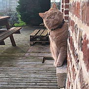 Nougat participe au concours pour gagner de l'argent avec cette photo : animal, architecture, bench, boardwalk, brick, building, cat, furniture, hardwood, house, housing, manx, path, pet, plywood, porch, walkway, water, waterfront, wood