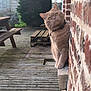 animal, architecture, bench, boardwalk, brick, building, cat, furniture, hardwood, house, housing, manx, path, pet, plywood, porch, walkway, water, waterfront, wood