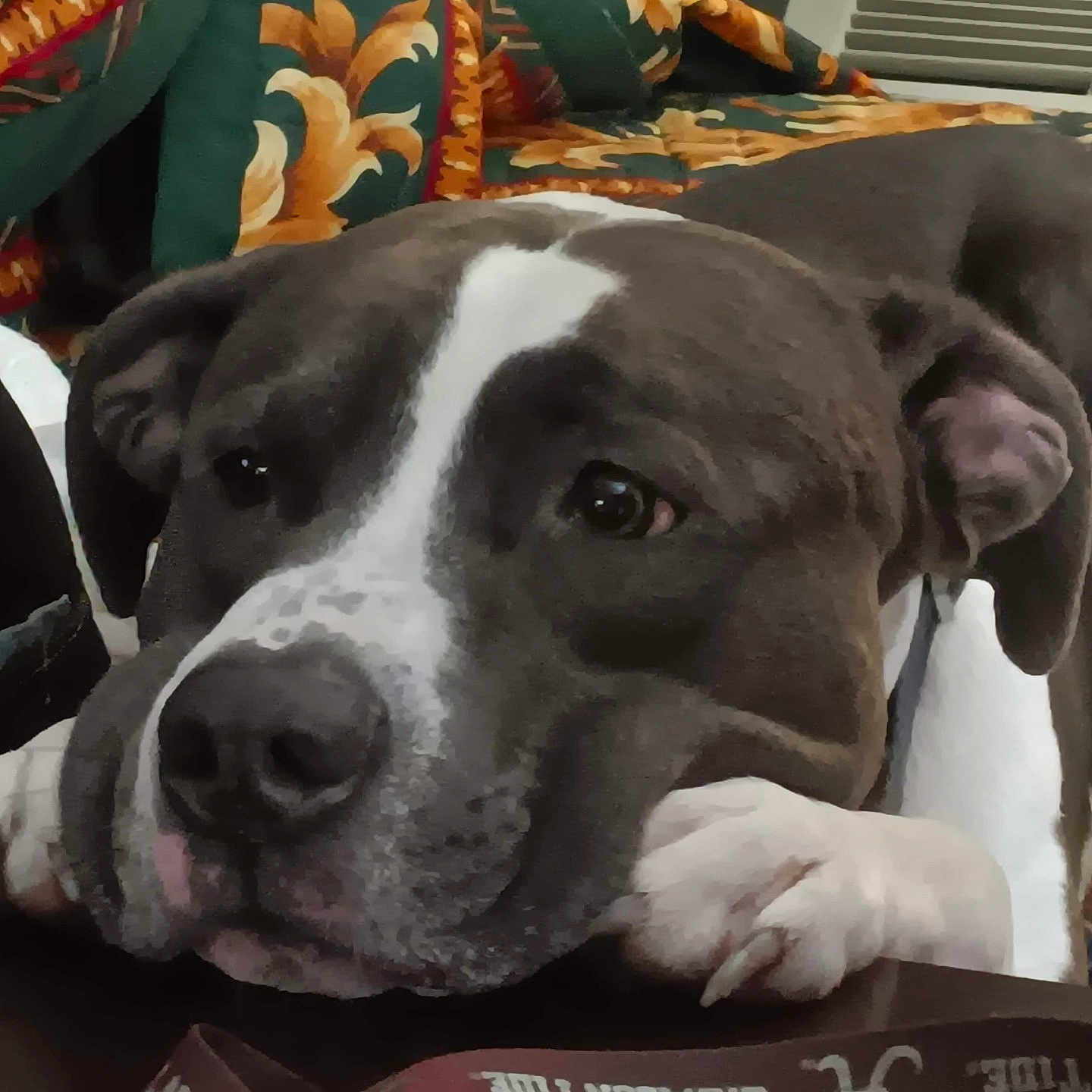 Kobe joined the competition — help win amazing prizes! animal, blanket, boxer, bulldog, canine, couch, cushion, dog, furniture, greatdane, homedecor, hound, labradorretriever, person, pet, pitbull, pointer, puppy, sleeping, snout