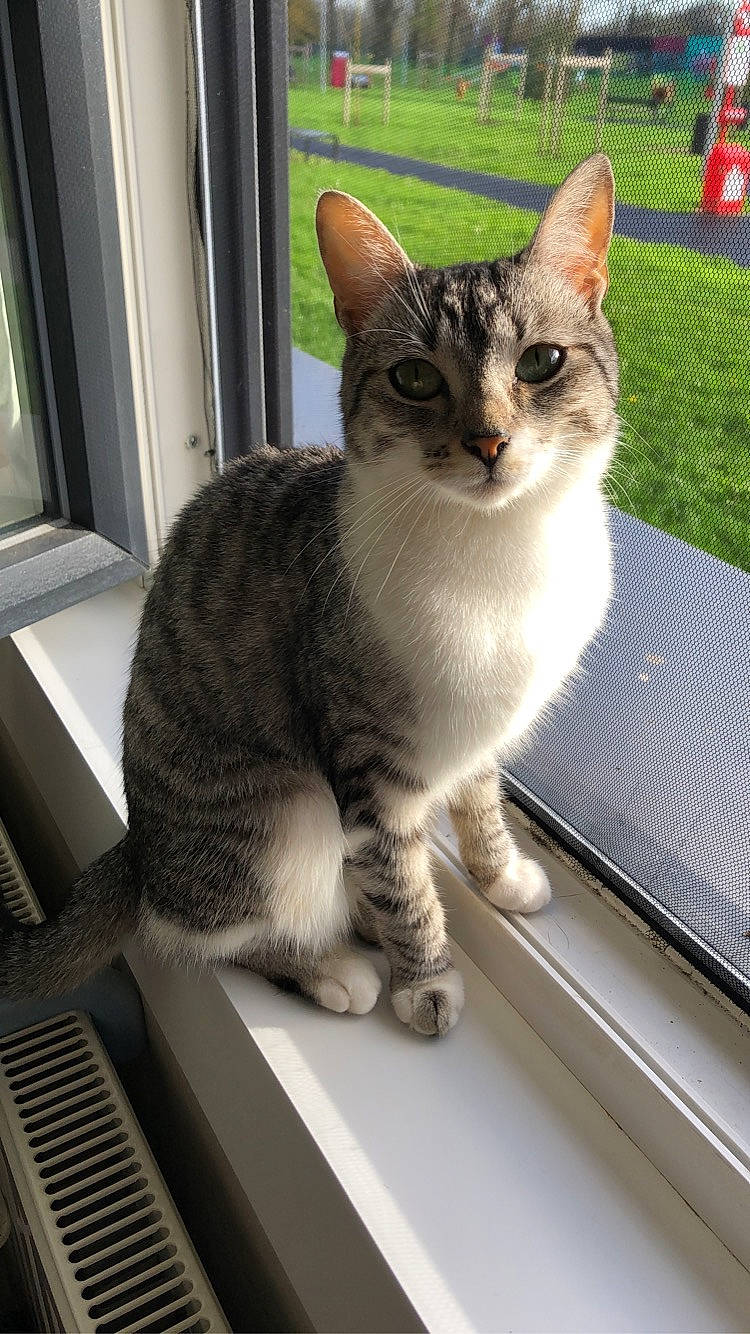 Alix participe au concours pour gagner de l'argent avec cette photo : carnivore, cat, claw, domestic_short_haired_cat, felidae, fur, paw, plant, sitting, small_to_medium_sized_cats, snout, tail, tree, vertebrate, whiskers, window