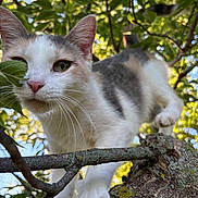 Lola joined the competition — help win amazing prizes! animal, bokeh, branch, cat, close_up, curious, daylight, feline, fur, green_eyes, leaves, mammal, nature, outdoor, paw, pet, pink_nose, tree, whiskers, wildlife
