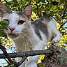 cat, animal, tree, branch, leaves, green_eyes, whiskers, nature, outdoor, close_up, feline, pet, curious, daylight, bokeh, fur, paw, pink_nose, wildlife, mammal