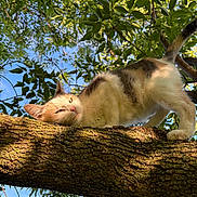 Lola joined the competition — help win amazing prizes! cat, animal, tree, branch, leaves, sunlight, outdoor, nature, fur, relaxed, sky, green, daylight, wildlife, mammal, pet, whiskers, climbing, resting, summer