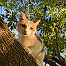 cat, tree, branch, green_leaves, outdoor, nature, animal, sunlight, daylight, sky, curious, feline, pet, closeup, looking_down, wildlife, trunk, mammal, young_cat, leafy