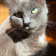 Dilly joined the competition — help win amazing prizes! cat, gray_cat, green_eyes, close_up, whiskers, fur, sunlight, indoor, pet, animal, portrait, feline, cute, soft, cozy, relaxed, domestic_cat, mammal, closeup, natural_light