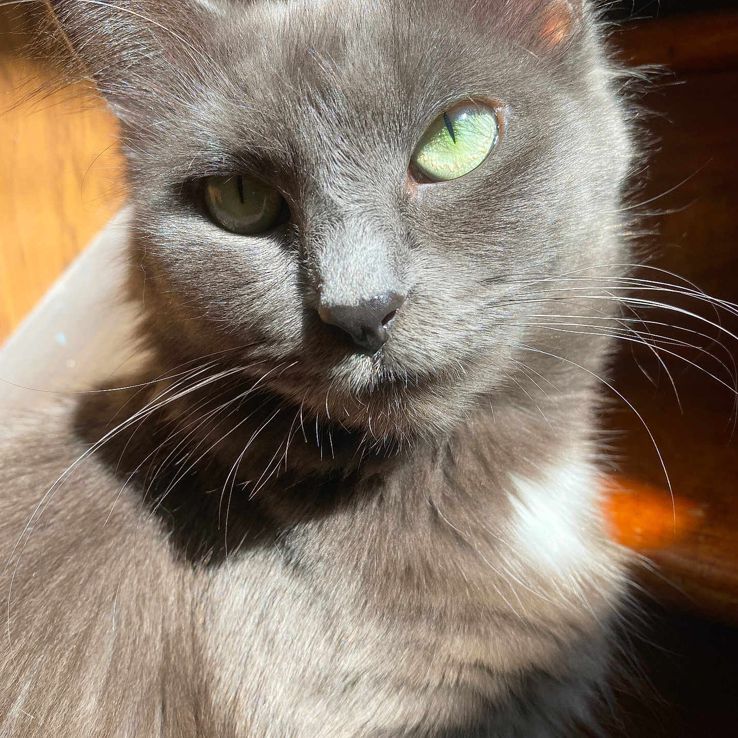 Dilly joined the competition — help win amazing prizes! cat, gray_cat, green_eyes, close_up, whiskers, fur, sunlight, indoor, pet, animal, portrait, feline, cute, soft, cozy, relaxed, domestic_cat, mammal, closeup, natural_light
