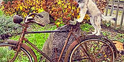Nayko participe au concours pour gagner de l'argent avec cette photo : puppy, dog, bicycle, rusty, autumn, flowers, plants, garden, rocks, fence, village, grass, leaves, outdoor, animal, pet, blue_eyes, nature, old, playful