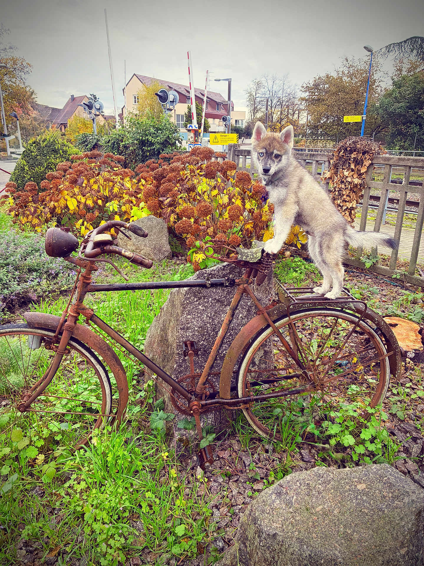 Nayko participe au concours pour gagner de l'argent avec cette photo : puppy, dog, bicycle, rusty, autumn, flowers, plants, garden, rocks, fence, village, grass, leaves, outdoor, animal, pet, blue_eyes, nature, old, playful